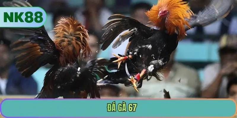 Đá Gà 67
