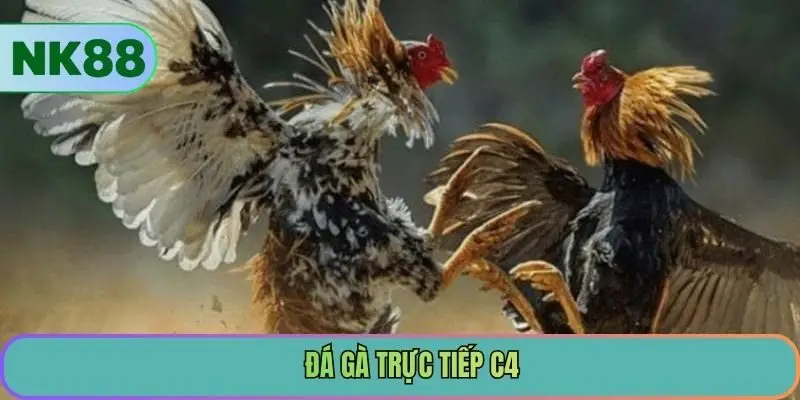 Đá Gà Trực Tiếp C4