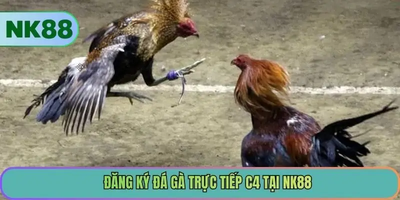 Đăng ký đá gà trực tiếp c4 tại NK88
