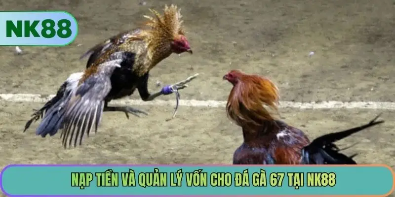 Nạp tiền và quản lý vốn cho đá gà 67 tại NK88