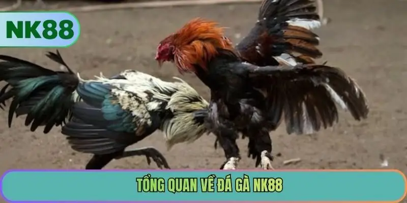 Tổng quan về đá gà NK88